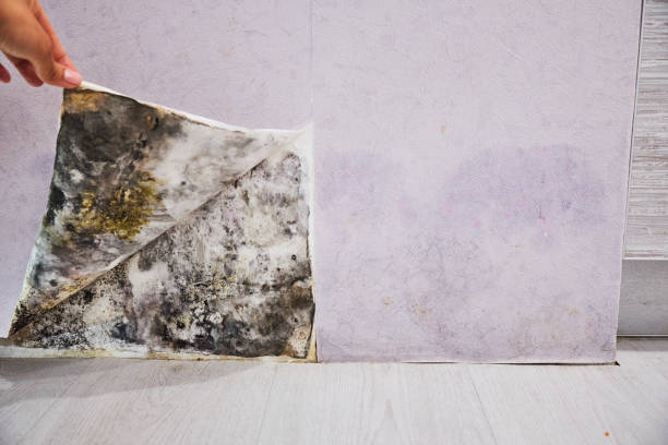 Best Certified Mold Removal  in , NC